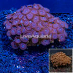 Zoanthus Coral Indonesia (click for more detail)