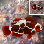 Peacekeeper Maroon Clownfish (click for more detail)