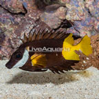 Bicolor Foxface [Blemish] (click for more detail)