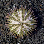 Pincushion Urchin (click for more detail)