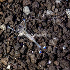 Pederson's Cleaner Shrimp (click for more detail)