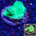 LiveAquaria® cultured Cabbage Leather Coral (click for more detail)