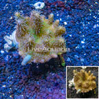 Devil's Hand Leather Coral Indonesia (click for more detail)