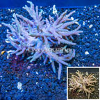 Sinularia Leather Coral Vietnam (click for more detail)