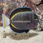 Whitecheek Tang (click for more detail)