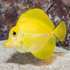 Captive-Bred Yellow Tang (Blemish) (click for more detail)