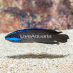 Springeri Dottyback (click for more detail)