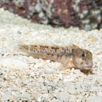 Molly Miller Blenny (click for more detail)