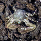 Porcelain Crab (click for more detail)
