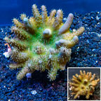 Devil's Hand Leather Coral Indonesia (click for more detail)
