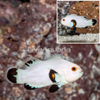 Captive Bread Ice Storm Clown (click for more detail)