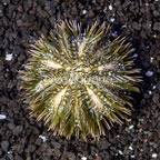 Pincushion Urchin (click for more detail)