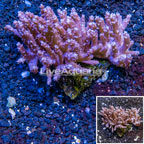 Tree Coral Indonesia (click for more detail)