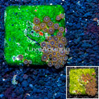 Zoanthus Coral Australia (click for more detail)