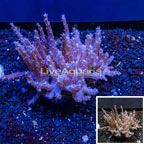 Tree Coral Indonesia (click for more detail)