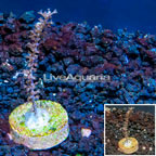 LiveAquaria® Cultured Purple Sea Whip (click for more detail)