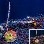 LiveAquaria® Cultured Purple Sea Whip (click for more detail)