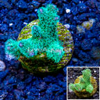 LiveAquaria® Cultured Stylophora Coral (click for more detail)