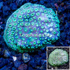 LiveAquaria® Cultured Pavona Coral (click for more detail)