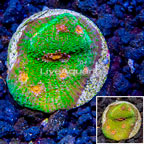 LiveAquaria® Cultured Ultra Chalice Coral (click for more detail)