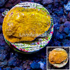 LiveAquaria® Cultured Ultra Chalice Coral (click for more detail)