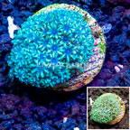 LiveAquaria® Cultured Sympodium Polyps (click for more detail)
