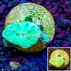 LiveAquaria® Cultured Green Cabbage Leather Coral (click for more detail)