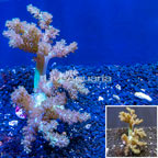 LiveAquaria® Cultured Pineapple Tree Coral (click for more detail)