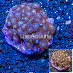 Zoanthus Coral Indonesia (click for more detail)