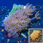 Waving Hand Coral Vietnam (click for more detail)