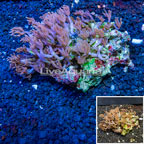 Waving Hand Coral Indonesia (click for more detail)