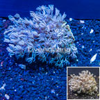 Xenia Coral Indonesia (click for more detail)