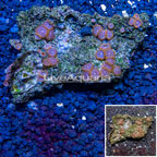 Zoanthus Coral Vietnam (click for more detail)