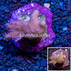 Devil's Hand Leather Coral Indonesia (click for more detail)