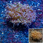 LiveAquaria® Cultured Torch Coral (click for more detail)