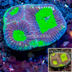 LiveAquaria® Cultured Goniastrea Brain Coral (click for more detail)