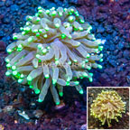 LiveAquaria® Cultured Torch Coral (click for more detail)
