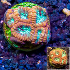LiveAquaria® Cultured Favia Brain Coral (click for more detail)