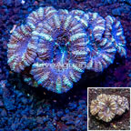 LiveAquaria® Cultured Acan Lord Coral (click for more detail)