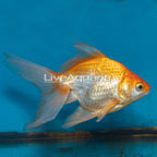 Gold Ryukin Goldfish (click for more detail)