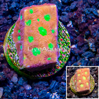 LiveAquaria® Cultured Favia Coral (click for more detail)