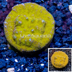 LiveAquaria® Cultured Psammacora Coral (click for more detail)