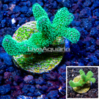 LiveAquaria® Cultured Stylophora Coral (click for more detail)