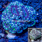LiveAquaria® Cultured Acan Lord Coral (click for more detail)