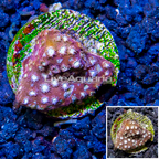 LiveAquaria® Cultured Cyphastrea Frag (click for more detail)