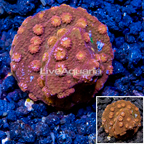LiveAquaria® Cultured Cyphastrea Frag (click for more detail)