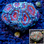 LiveAquaria® Cultured Acan Lord Coral (click for more detail)
