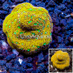 LiveAquaria® Cultured Jack-O-Lantern Leptoseris Coral (click for more detail)