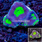 LiveAquaria® Cultured Goniastrea Brain Coral  (click for more detail)