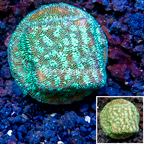 LiveAquaria® Cultured Leptoseris Coral (click for more detail)